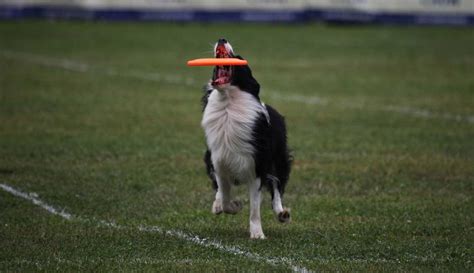 Best Dog Frisbee [5 Best Durable Dog Frisbees] - Oodle Life