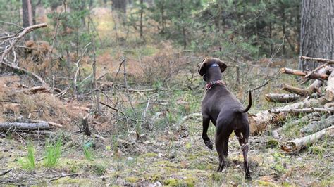 8 Best Deer Tracking Dogs - eatingthewild.com