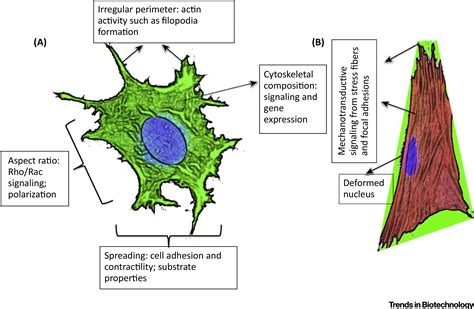 Cell Form and Function: Interpreting and Controlling the Shape of ...