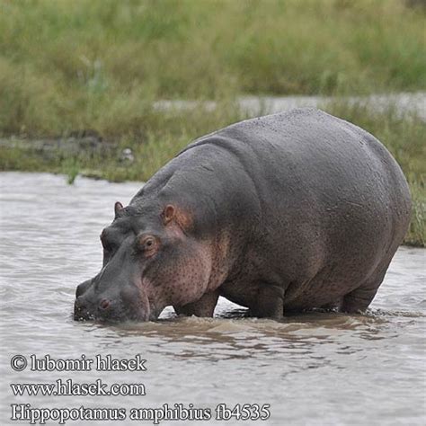 Hippopotamus amphibius Hippopotamus Hippo Flodhest Hippopotami Virtahepo virtahepoja Hippopotame ...