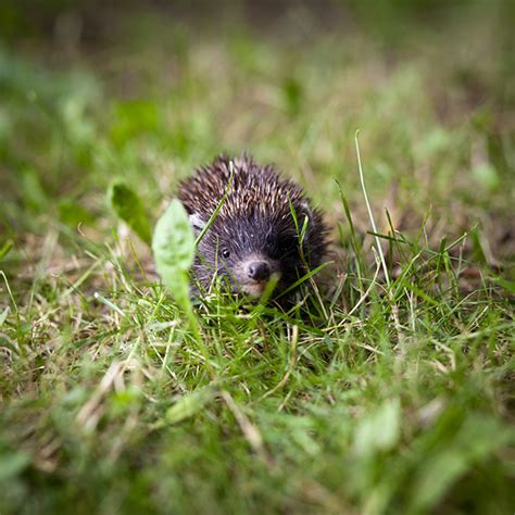 Baby Hedgehog - Grim's Dyke Hotel