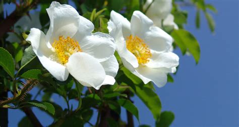 Georgia State Flower: The Cherokee Rose - ProFlowers Blog