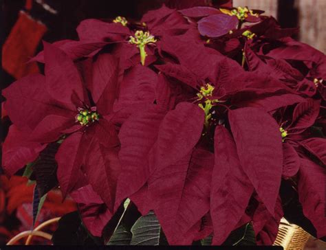 Glory Artificial Burgundy Poinsettias Ge 5 Ft Christmas Tree