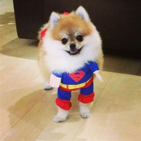 Pomeranian Puppies In Halloween Costumes - Pets Lovers