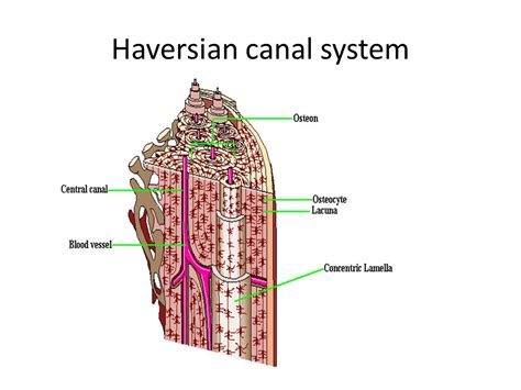 EXAMS AND ME : Haversian Canal System