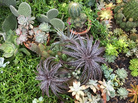 Succulents Garden, Cactus, Australia, Creative, Plants, Collection, Plant, Planets