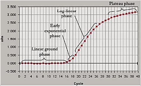 Phases of the PCR amplification curve | Download Scientific Diagram