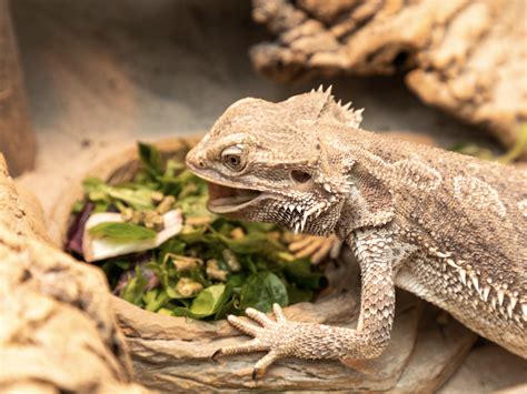 Best Greens for Beardies: Can Bearded Dragons Eat Collard Greens? - Reptile District