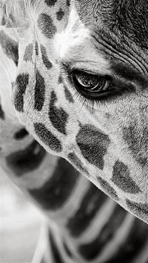 Pin by Suzanne Kenny on Lockscreens | Animals black and white, Animal ...