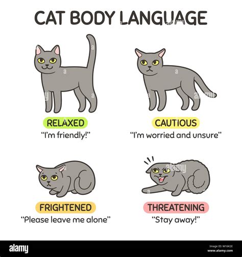 Cat body language infographic chart. Cat poses mean different emotions ...