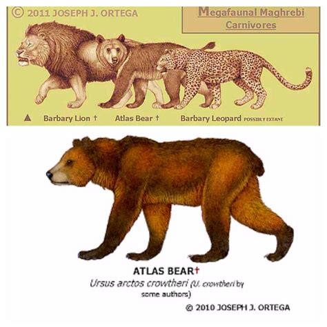 Atlas bear | Dinopedia | FANDOM powered by Wikia