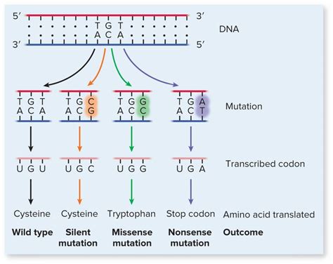 Base Substitutions (Tautomeric Shifts) - Silent, Missense and Nonsense | Stop codon, Genetics ...