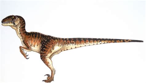 Velociraptor Facts, Habitat, Pictures and Diet | Extinct Animals | GR2 Creature Design ...