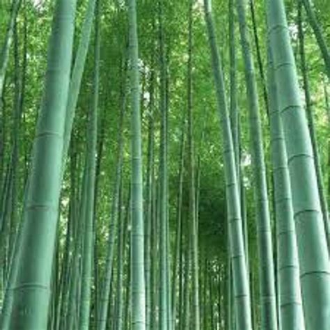 Bamboo Plants - Wholesale Price & Mandi Rate for Bamboo Tree in India