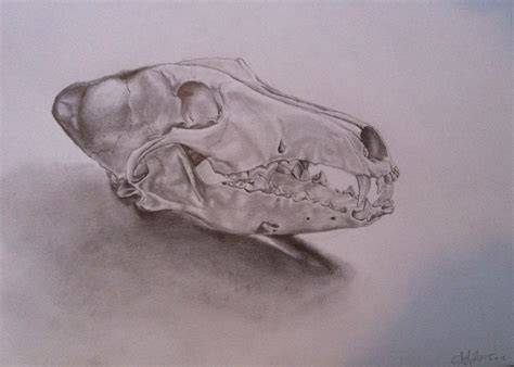 Coyote Skull by Alex-ai on deviantART