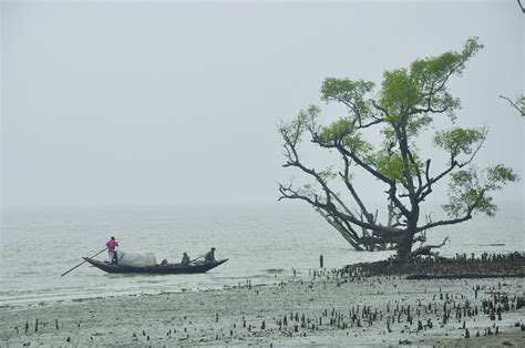 Coastal salination from sea level rise in Bangladesh. (Open Access... | Download Scientific Diagram