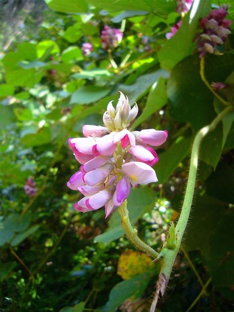 Kudzu Quickie - Eat The Weeds and other things, too