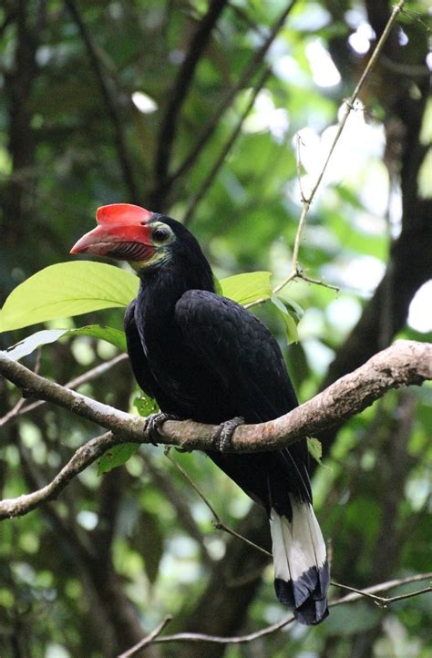 Hornbill Conservation – PhilinCon