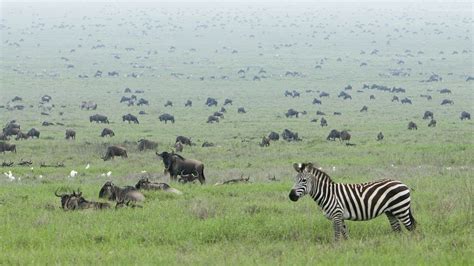 Serengeti Wildebeest in Spring - Pamoja Safaris