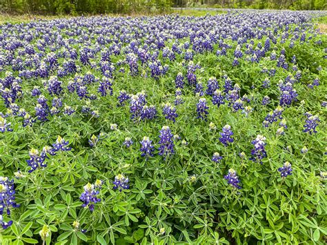 Where to Find Bluebonnet Fields in Texas in 2024 - VERY TRULY TEXAS