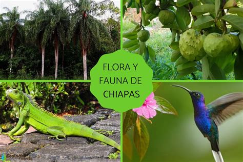 FLORA y FAUNA de CHIAPAS - Características y ejemplos