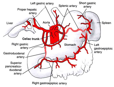 Celiac trunk branches - Clinical Anatomy & Operative Surgery