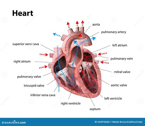 Human Heart Anatomy. Educational Diagram Showing Blood Flow with Main ...