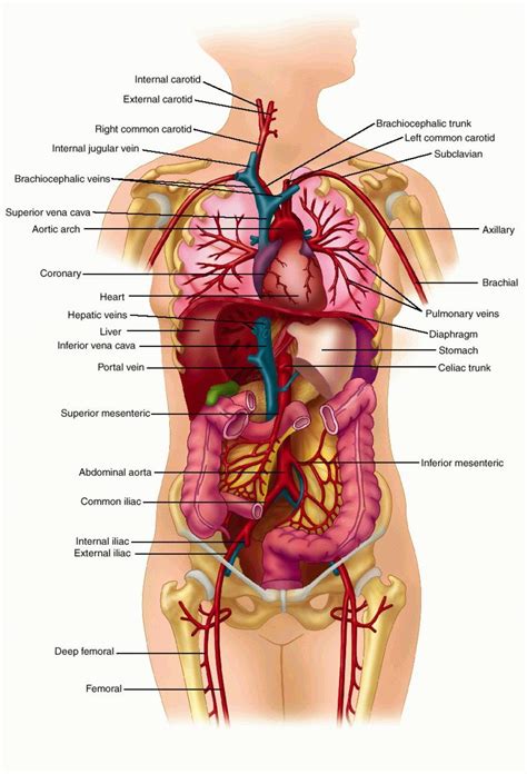 Free Human Body Parts, Download Free Human Body Parts png images, Free ClipArts on Clipart Library