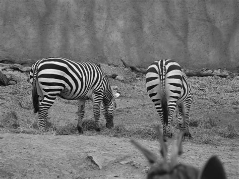 图片素材 : 黑与白, 野生动物, 动物园, 动物群, 斑马, 单色摄影, 马像哺乳动物 2304x1728 - - 998251 - 素材中国, 高清壁纸 - PxHere摄影图库