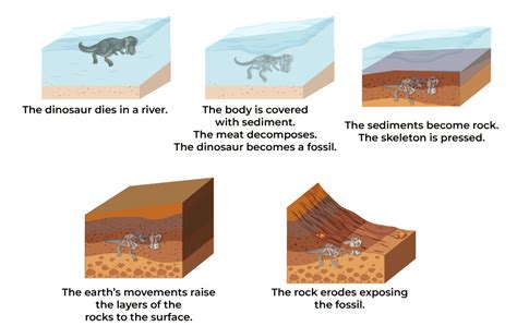 Fossilization Process Diagram