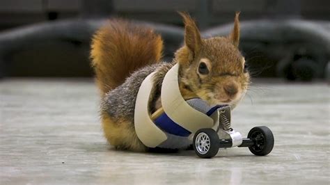 Injured squirrel tries out new prosthetic wheels