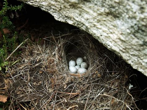 Pied Wagtail Nesting (Behaviour, Eggs + Location) | Birdfact