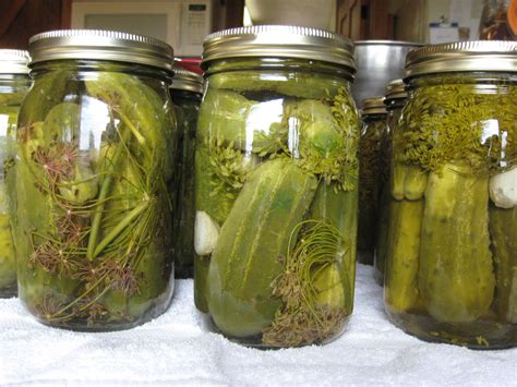 Dill pickles made with cucumbers from my garden and mom's recipe | Canning pickles, Pickles ...