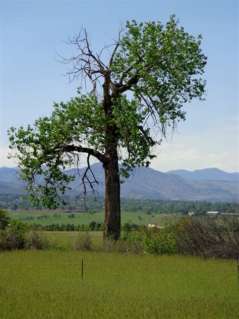 Lone Old Cottonwood Tree – Photos Public Domain