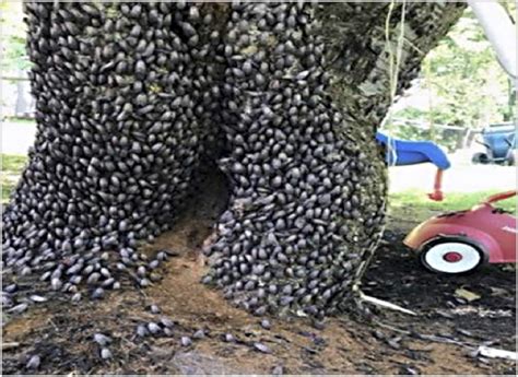 The invasive Spotted Lanternfly has made its way into New York ...