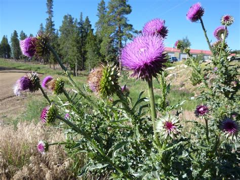 Musk Thistle - Gilpin County ExtensionGilpin County Extension