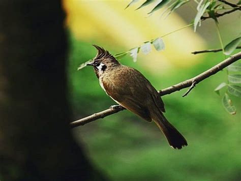 Chail Wildlife Sanctuary in Chail | Chail Wildlife Sanctuary Tour | Chail Wildlife Sanctuary Map ...