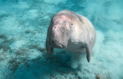 Dugong (Dugong dugon) | about animals