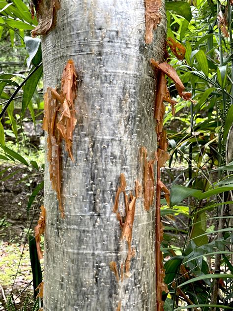 Yaxha park to photograph remarkably colorful bright rust red peeling ...