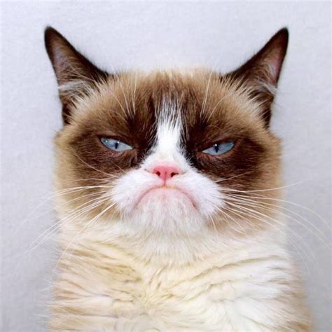 Grumpy Cat Outside Blank Template - Imgflip