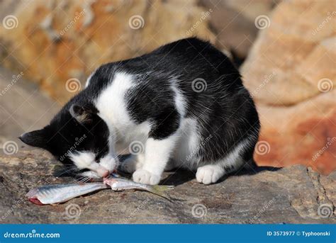 Cat Eating Fish Royalty Free Stock Photography - Image: 3573977