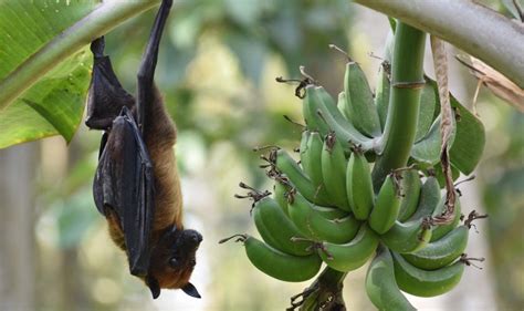 Machine Learning Spots Bat Species Likely To Spread Nipah - Asian Scientist Magazine