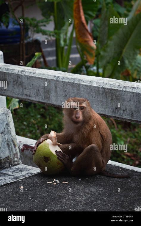 fruit eating monkey on monkey hill (Phuket Stock Photo - Alamy