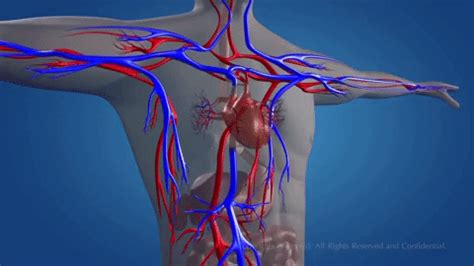 gif pictures blood circulatory system - Skylikes Yahoo Image Search ...