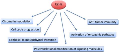 Epigenetic regulation of cancer biology and anti-tumor immunity by EZH2 ...