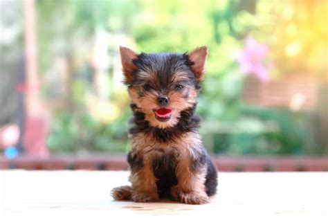 How Much Does a Teacup Yorkie Cost? (2024 Updated)