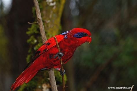 Parrot Encyclopedia | Blue-streaked Lory | World Parrot Trust