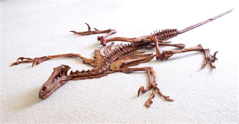 Velociraptor Skeleton Replica Unmounted by TRIASSICA – Triassica