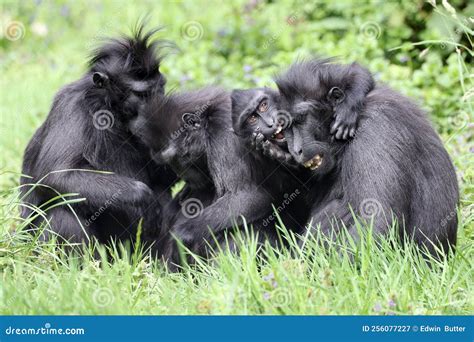 The Celebes Crested Macaque Macaca Nigra Stock Image - Image of nature, baby: 256077227