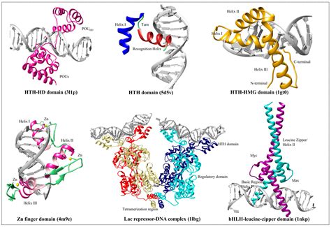Genes | Free Full-Text | Proteins Recognizing DNA: Structural Uniqueness and Versatility of DNA ...